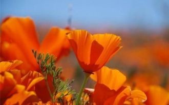 Собирать цветы строго запрещено, равно к