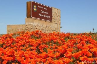 Обычно цветение начитается с середины фе