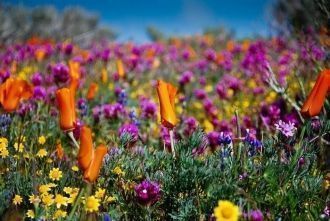 Для посетителей создано множество специа