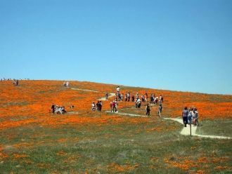 Калифорнийский мак был назван цветком шт