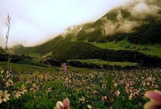 Долина цветов 2 километра в ширину и 8 к