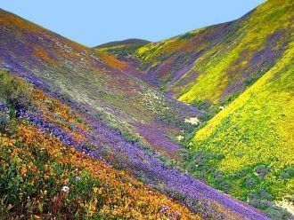 Долина цветов (Индия)