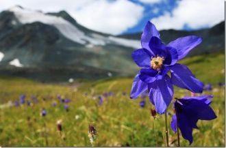 У верхних истоков Ганга (Bhyundar Ganga)