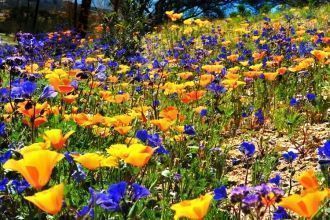 Национальный парк Долины цветов располож