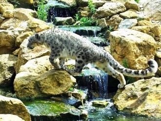 Также в долине присутствуют 13 исчезающи