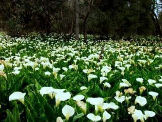 Регион Биг-Сур, США.