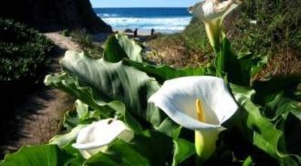 Настоящим украшением являются белоснежны