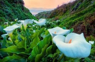 Calla Lily Valley