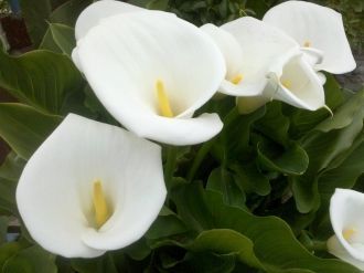 Это волшебная и очень опасная страна – в