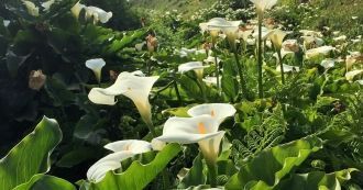 Меж густых Калифорнийских лесов, спускаю