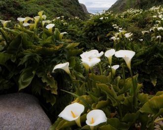 Настоящее чудо приходит на земли возле Т