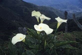 Цветут каллы наиболее активно в марте, п