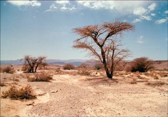 На плато – в среднем 220 мм, в восточной