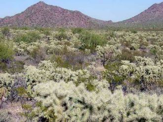 Также полностью или частично пустыня рас