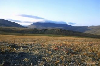 В Красную книгу среди растений включены 