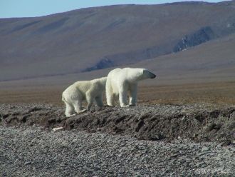 Государственный заповедник «Остров Вранг