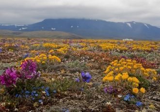 Остров Врангеля