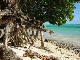 На острове в изобилии произрастает ванил