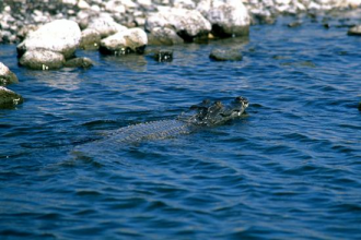 В озеро Рудольф впадает несколько рек, в