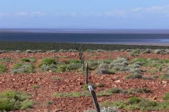 Озеро Торренс это огромное мелководное с