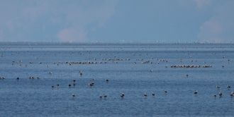 Открывателем озера Торренс стал Эдвард Э