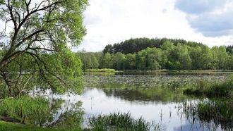 Чистая прозрачная вода (до 4 метров), жи