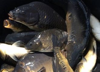 В озере обитают лещ, щука, плотва, окунь