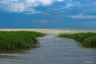 Высшая водная растительность представлен