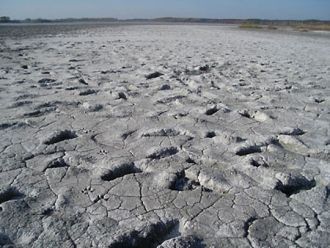 Соленый  Лиман  является  местом  гнездо