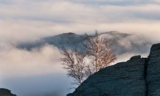 Здесь произрастают элементы флоры евроси