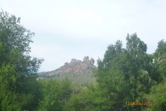 Копеечник крупноцветковый придает красив