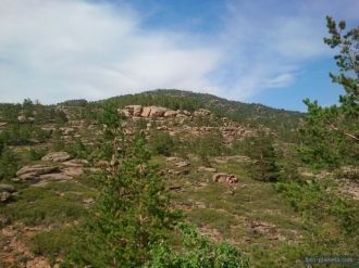 Среди них имеются отдельные виды редких 