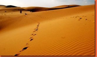 Пески занимают значительную часть площад