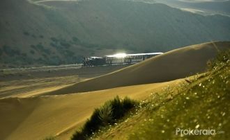 В южных регионах Ордоса можно встретить 