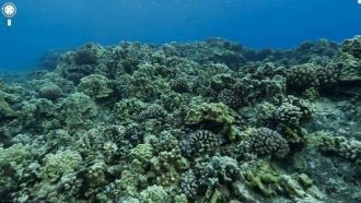 В окрестных водах можно встретить до 250