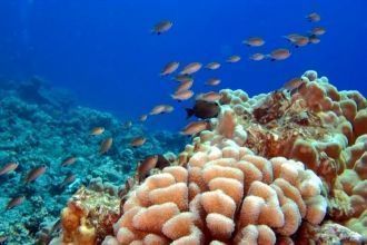 Поражает разнообразие кораллов – в бухте