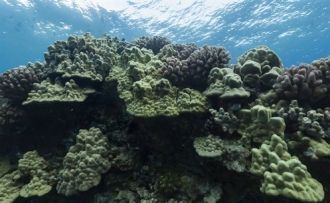 Видимость под водой достигает 50 метров.