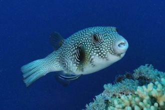 Вблизи острова также запрещена рыбная ло