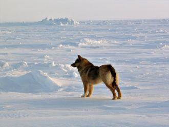 Собака пограничников на проливе Красной 