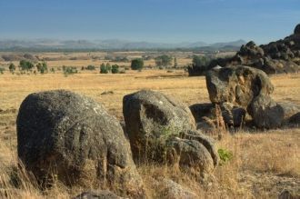 Вторичные злаковые саванны.
