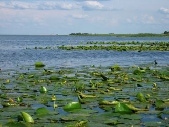 Поднялся он на высокий берег и бросился 