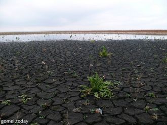 Их берега поросли кустарником и болотным