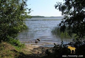 Берега почти на всем протяжении низкие, 