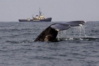 При этом следует отметить, что в состав 