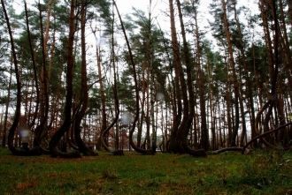 «Кривой лес» в Польше не единственный пр