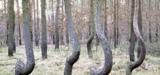 Другая версия списывает искривленность н