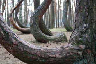 По утверждению некоторых посетителей кри