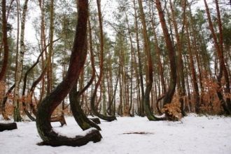 Все деревья в кривом лесу схожи. Их высо