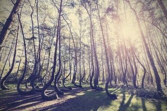 Кривой лес  является одной из крупнейших