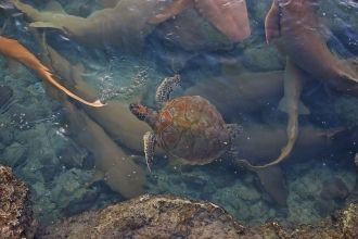 Морские черепахи и акулы няньки в Атолле